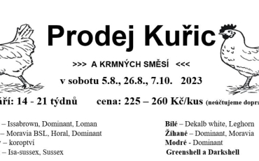 Prodej kuřic